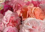 rosa