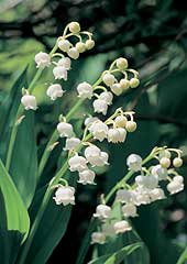 Lily Of The Valley