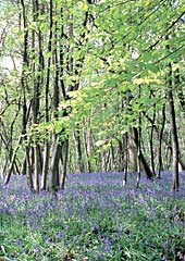 Bluebells