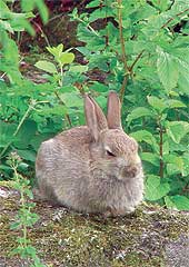 Bunny