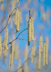 Catkins