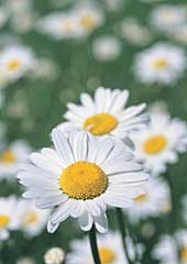 Daisies