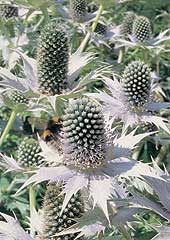 Eryngium