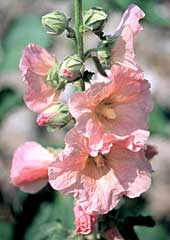 Hollyhock
