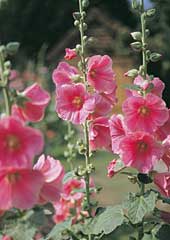 Hollyhocks