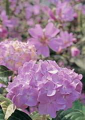 Hydrangea