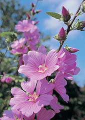 Lavatera