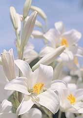Madonna Lily