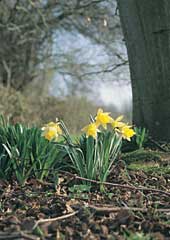 Narcissus