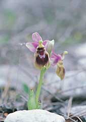 Ophrys Tenthredinifera