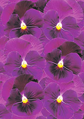Pansies