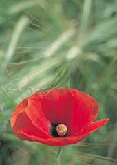 Poppy