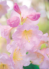 Rhododenron