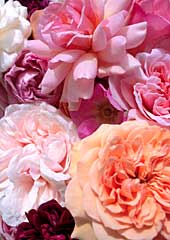 Bed Of Roses