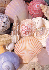 Seashells