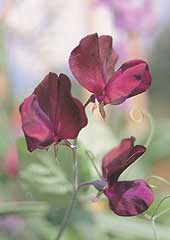 Sweetpea