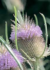 Teasel