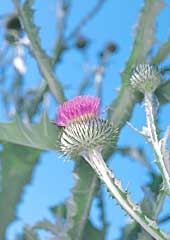 Cotton Thistle